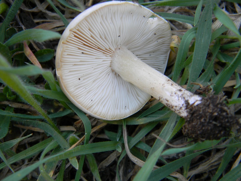 1)Fotogr.11.03.2017 sotto pineta marina con Leccio