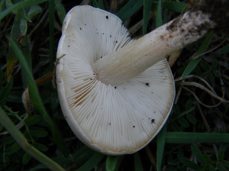 1)Fotogr.11.03.2017 sotto pineta marina con Leccio