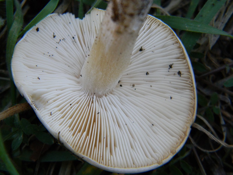 1)Fotogr.11.03.2017 sotto pineta marina con Leccio