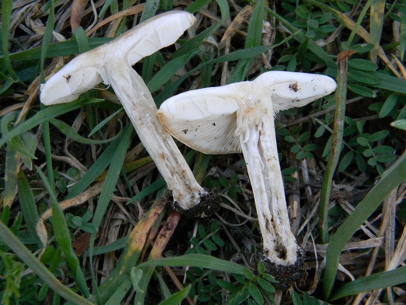 1)Fotogr.11.03.2017 sotto pineta marina con Leccio