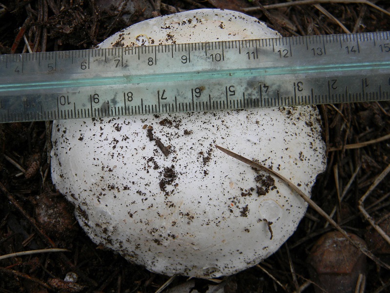 3)Fotogr.il 14.03.2017.sotto pineta marina ultimo del.14.03.