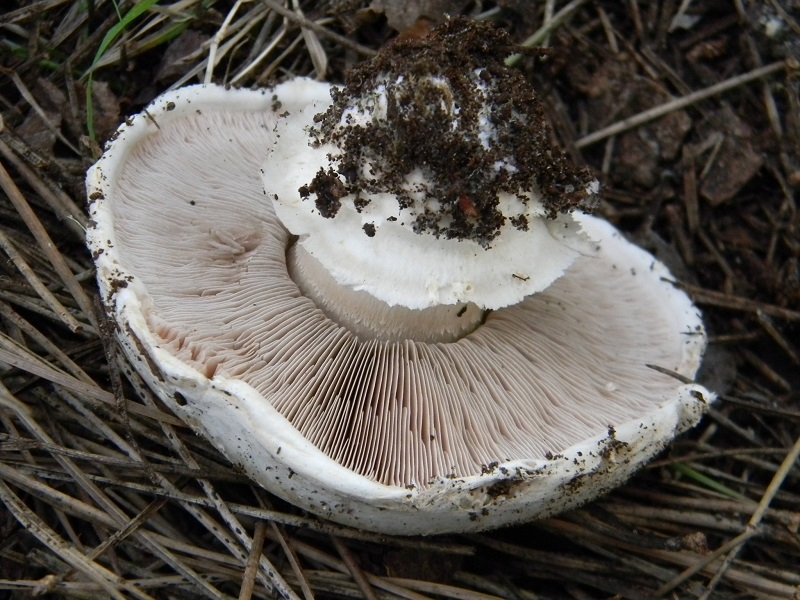 3)Fotogr.il 14.03.2017.sotto pineta marina ultimo del.14.03.