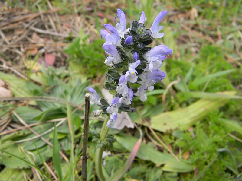..Fotogr. il 15.03.2013. - Salvia cfr. clandestina