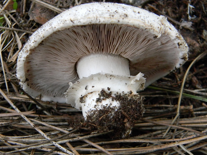 3)Fotogr.il 14.03.2017.sotto pineta marina ultimo del.14.03.