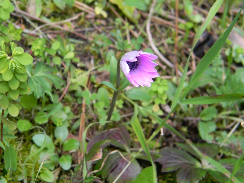 Anemone hortensis