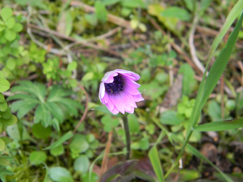 Anemone hortensis