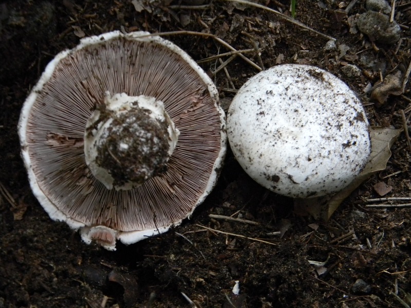 3)Fotogr.il 14.03.2017.sotto pineta marina ultimo del.14.03.