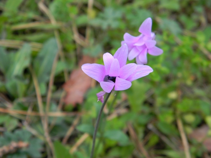 Anemone  hortensis (Ranunculaceae)