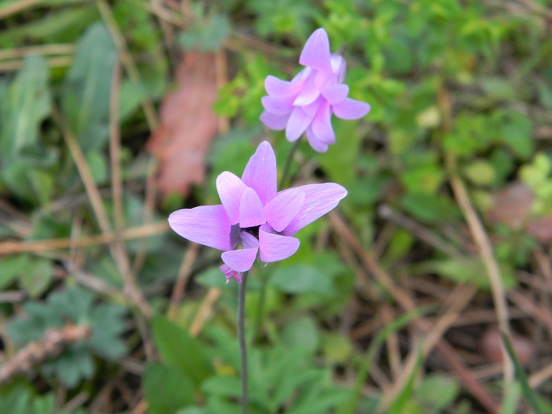 Anemone  hortensis (Ranunculaceae)