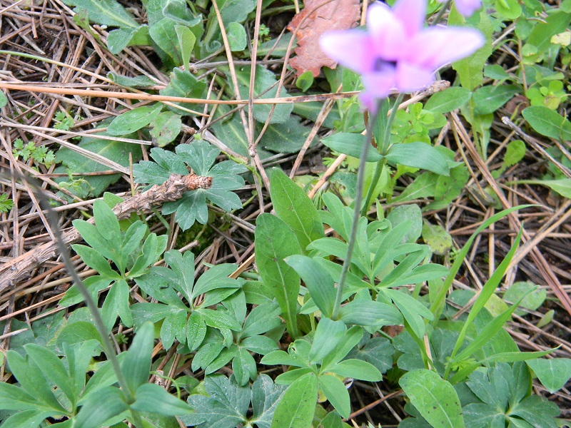 Anemone  hortensis (Ranunculaceae)