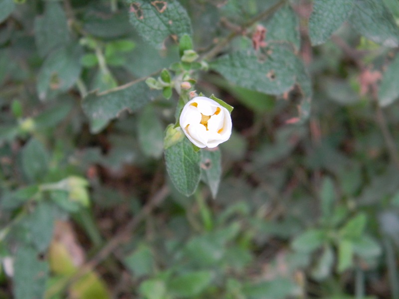 Cistus salviifolius