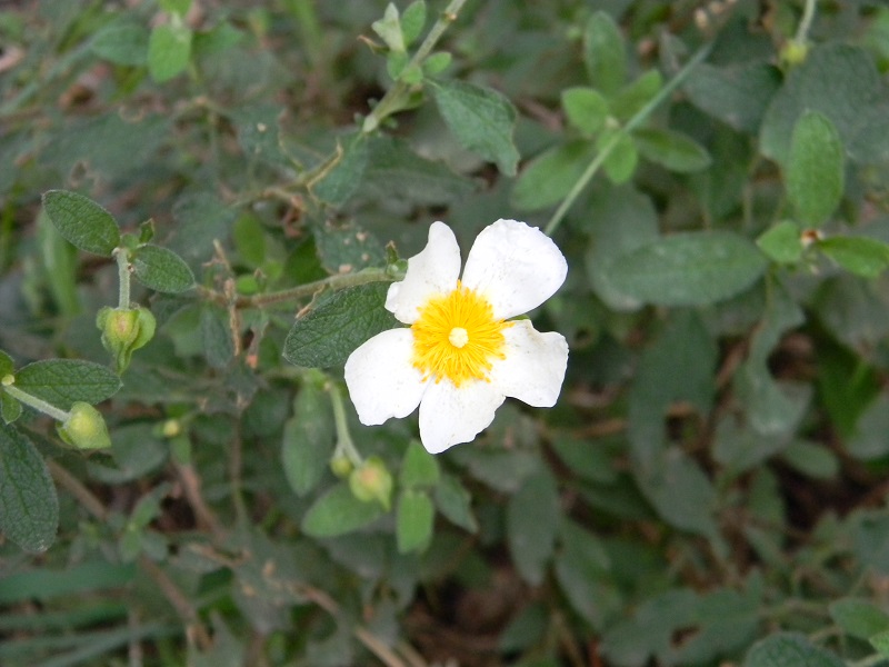 Cistus salviifolius