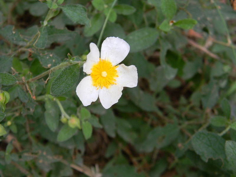 Cistus salviifolius