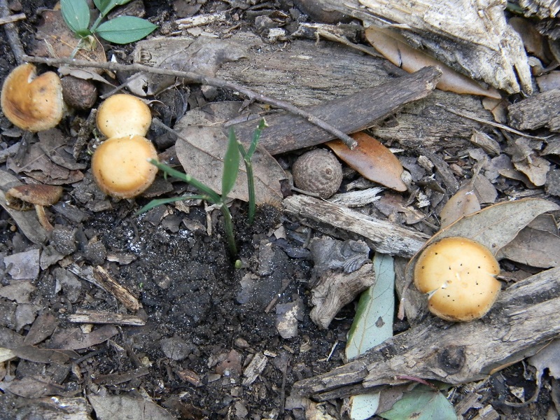 1)Fotogr.il 14.03.2017.sotto Leccio