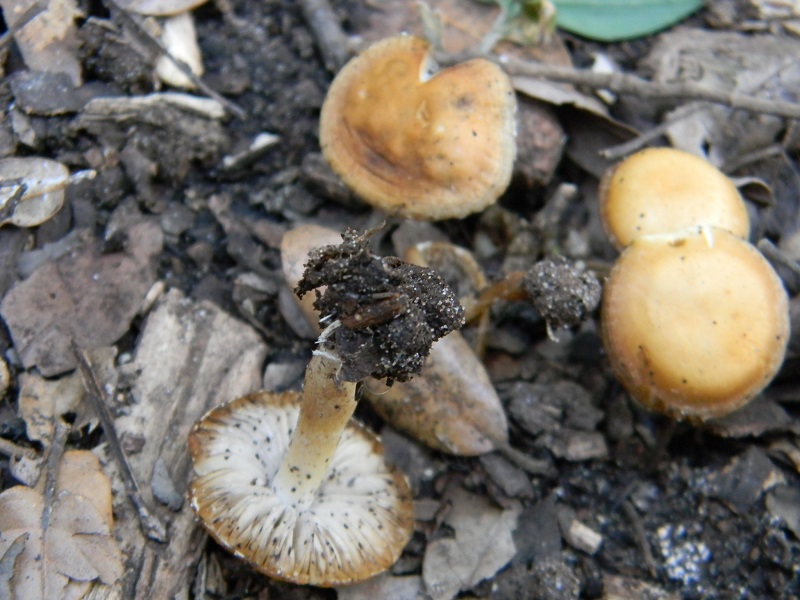 1)Fotogr.il 14.03.2017.sotto Leccio