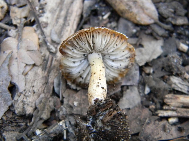 1)Fotogr.il 14.03.2017.sotto Leccio