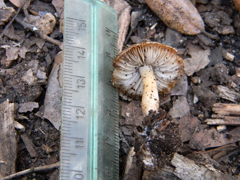 1)Fotogr.il 14.03.2017.sotto Leccio