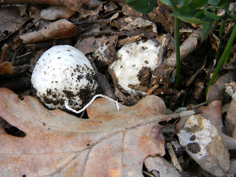 2)Fotogr.il 14.03.2017.sotto Leccio terreno sabbioso