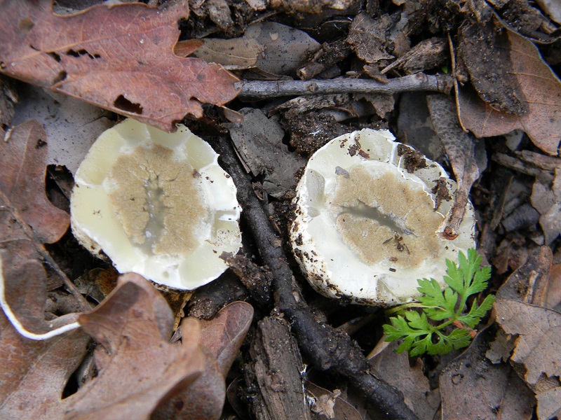 2)Fotogr.il 14.03.2017.sotto Leccio terreno sabbioso