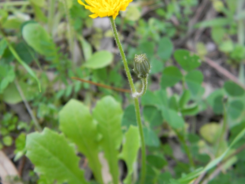 Da identificare:   Crepis cfr. sancta
