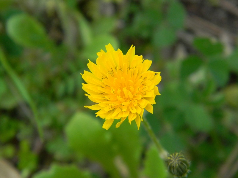Da identificare:   Crepis cfr. sancta