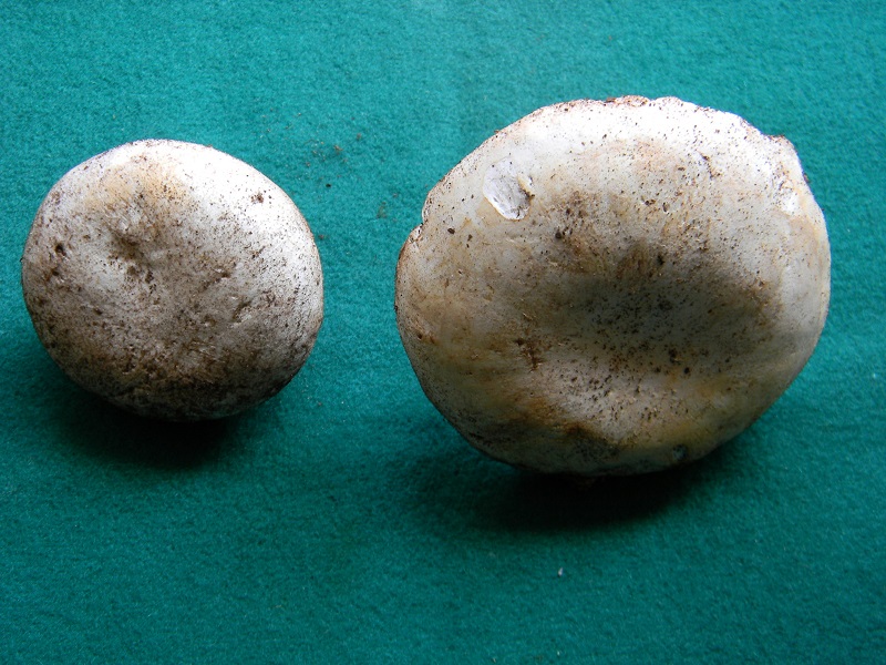 3)Fotogr.il 14.03.2017.sotto pineta marina ultimo del.14.03.