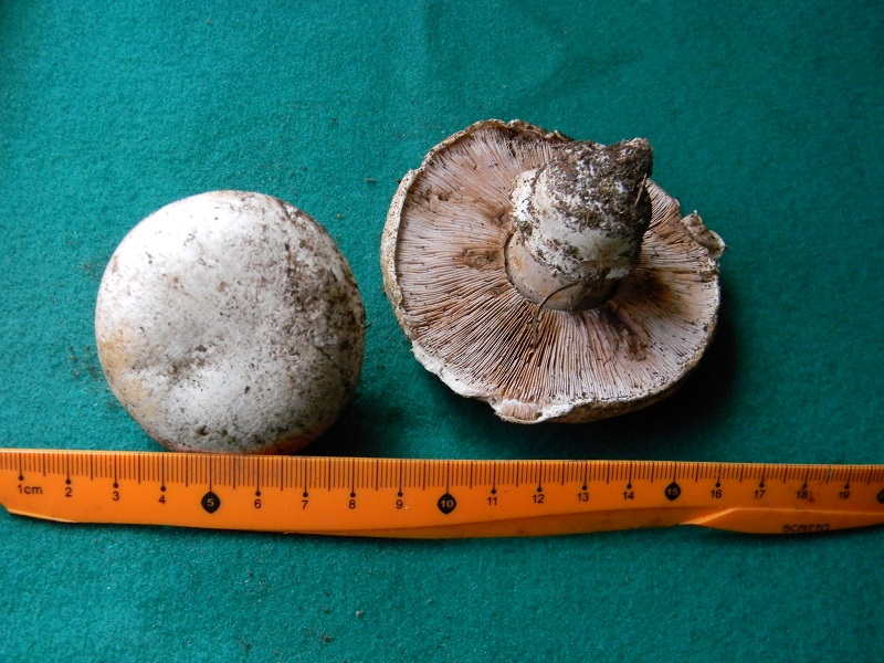 3)Fotogr.il 14.03.2017.sotto pineta marina ultimo del.14.03.