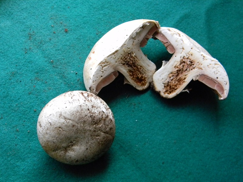 3)Fotogr.il 14.03.2017.sotto pineta marina ultimo del.14.03.