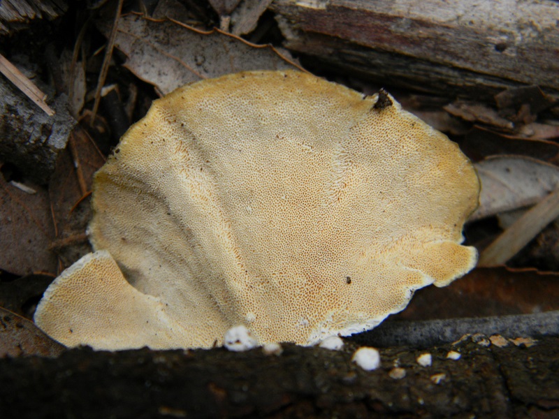 1)Fotogr il 18.03.2017 sotto Leccio terreno sabbioso