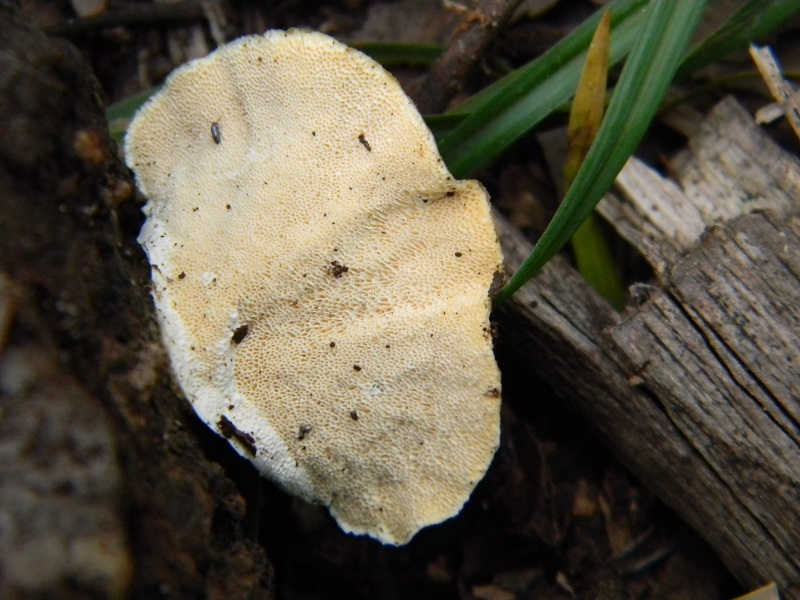 1)Fotogr il 18.03.2017 sotto Leccio terreno sabbioso