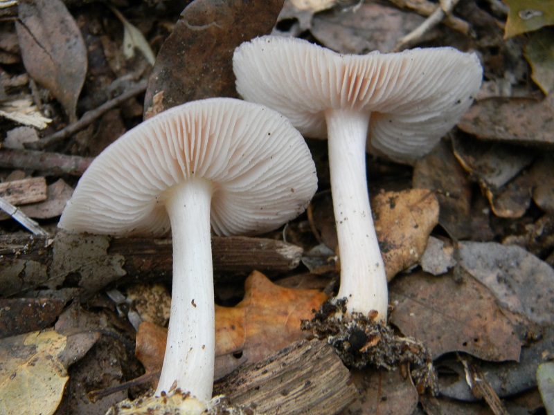 7)Fotogr.il 18.03.2017.sotto Leccio terr.sabb.ultimo del18.03.