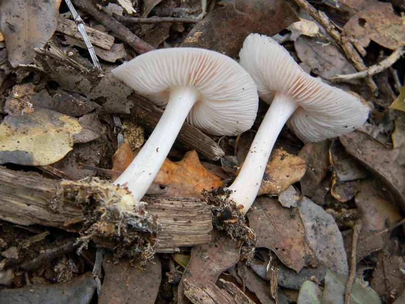 7)Fotogr.il 18.03.2017.sotto Leccio terr.sabb.ultimo del18.03.