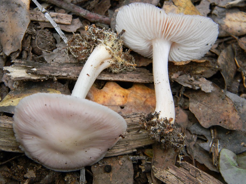 7)Fotogr.il 18.03.2017.sotto Leccio terr.sabb.ultimo del18.03.