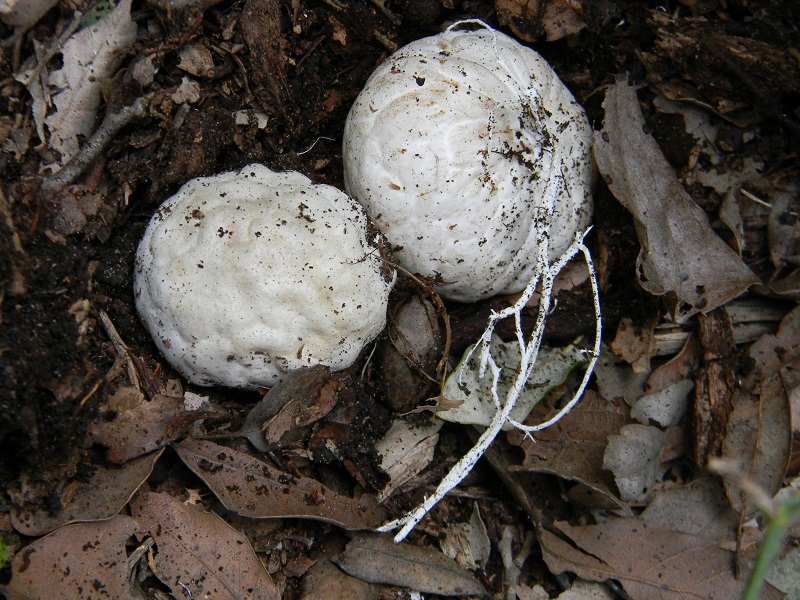 5)Fotogr.il 18.03.2017.sotto Leccio terreno sabbioso