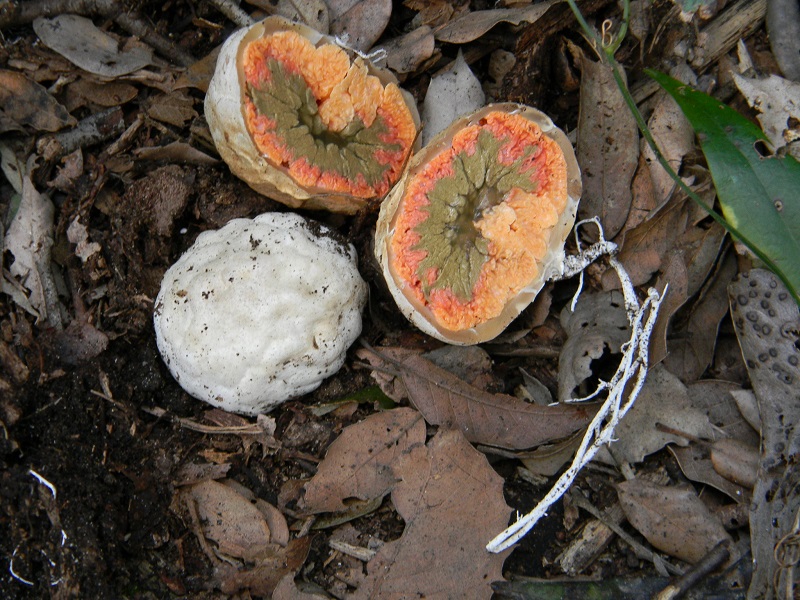5)Fotogr.il 18.03.2017.sotto Leccio terreno sabbioso