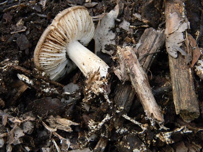 6)Fotogr.il 18.03.2017.sotto Leccio terreno sabbioso