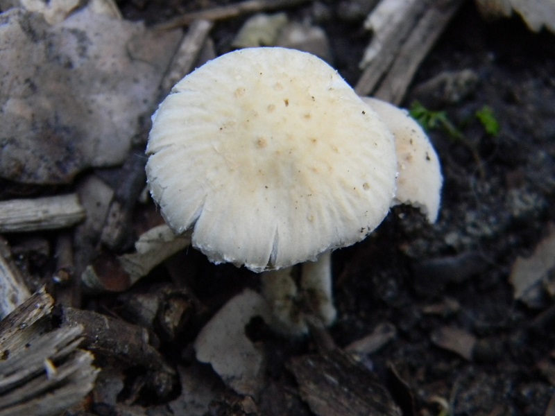 3)Fotogr.il 18.03.2017.sotto Leccio terreno sabbioso