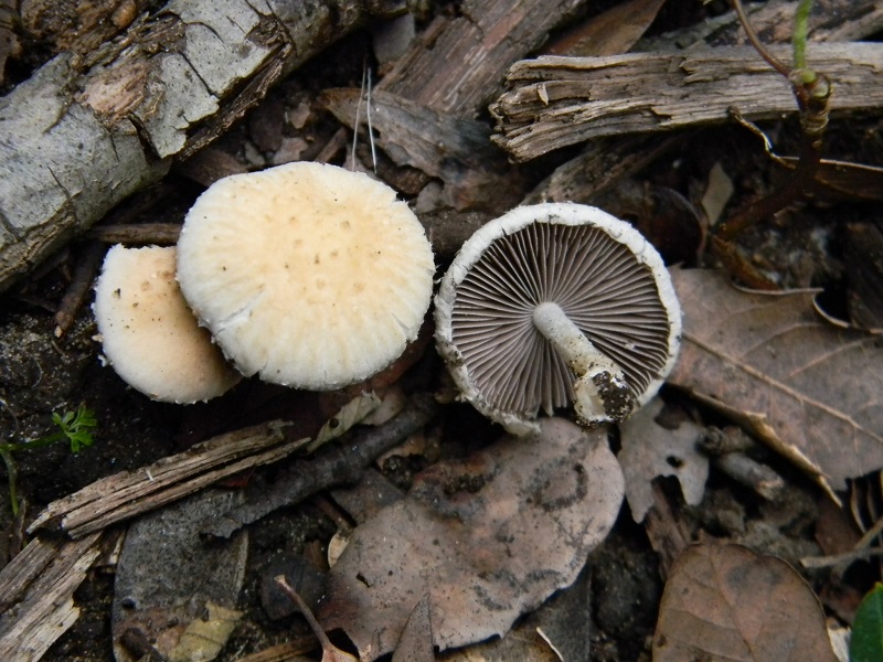 3)Fotogr.il 18.03.2017.sotto Leccio terreno sabbioso