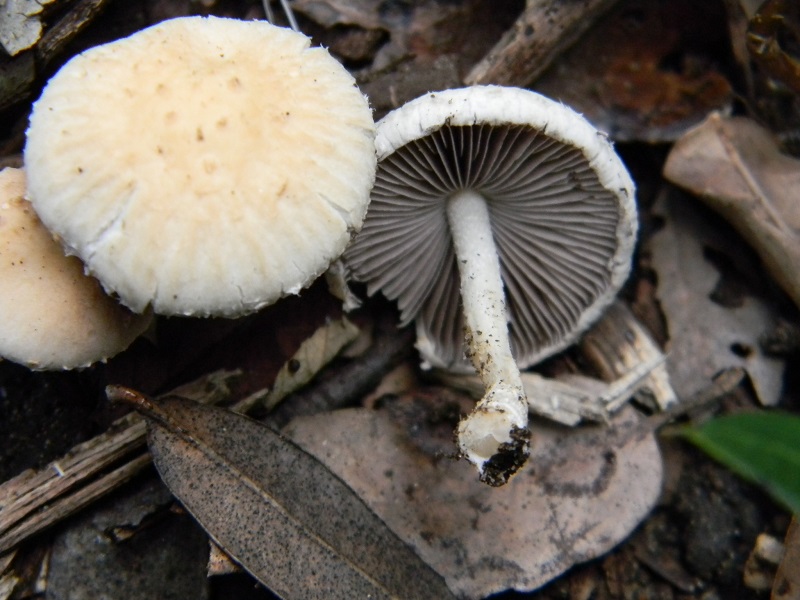 3)Fotogr.il 18.03.2017.sotto Leccio terreno sabbioso