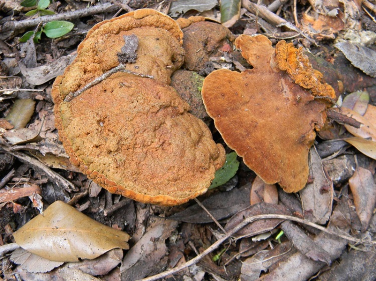 2)Fotogr.il 18.03.2017.sotto Leccio terreno sabbioso