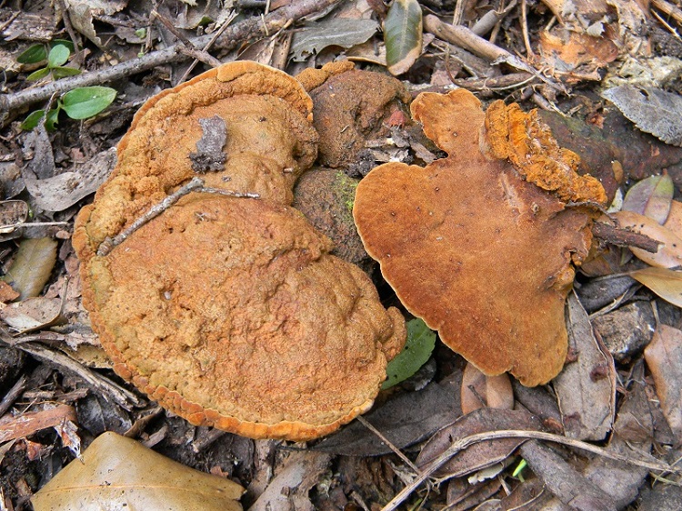 2)Fotogr.il 18.03.2017.sotto Leccio terreno sabbioso