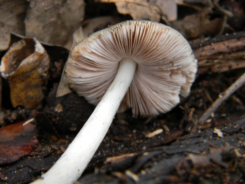 4)Fotogr.il 18.03.2017.sotto Leccio terreno sabbioso