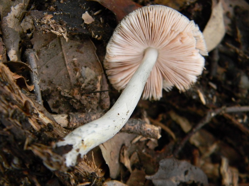 4)Fotogr.il 18.03.2017.sotto Leccio terreno sabbioso