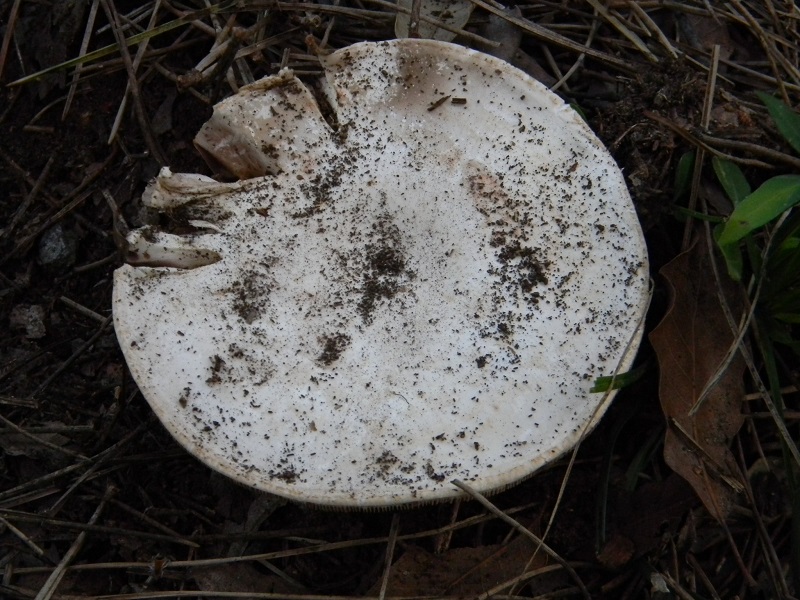 1)Fotogr.il 21.03.2017.sotto pineta marina unico ritrovamento