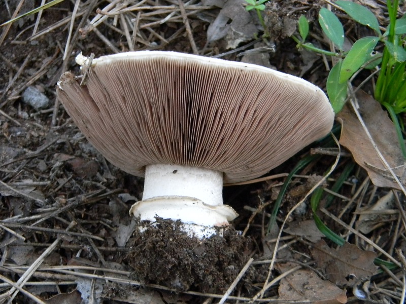 1)Fotogr.il 21.03.2017.sotto pineta marina unico ritrovamento