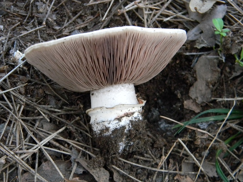 1)Fotogr.il 21.03.2017.sotto pineta marina unico ritrovamento