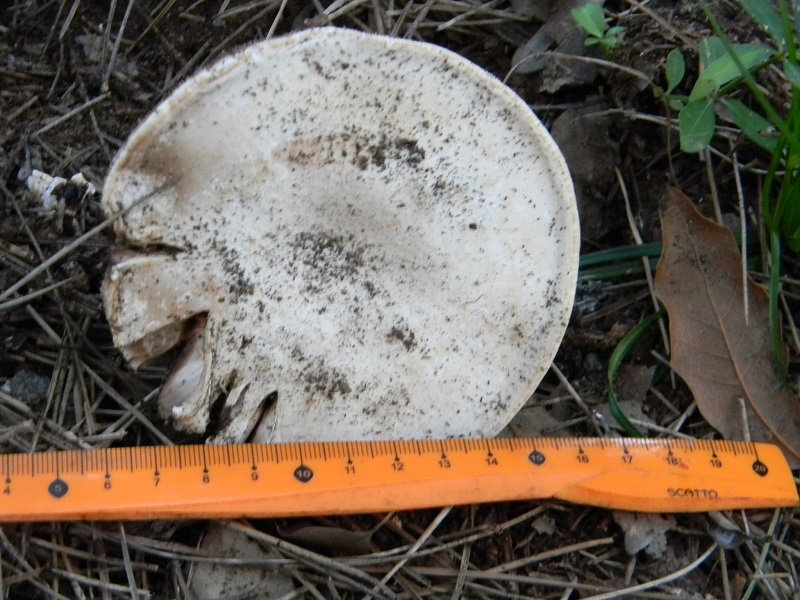 1)Fotogr.il 21.03.2017.sotto pineta marina unico ritrovamento