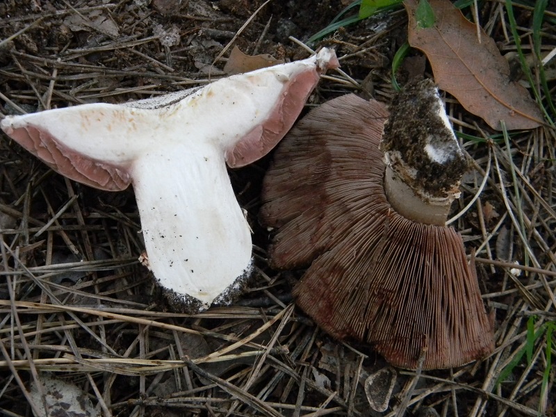 1)Fotogr.il 21.03.2017.sotto pineta marina unico ritrovamento