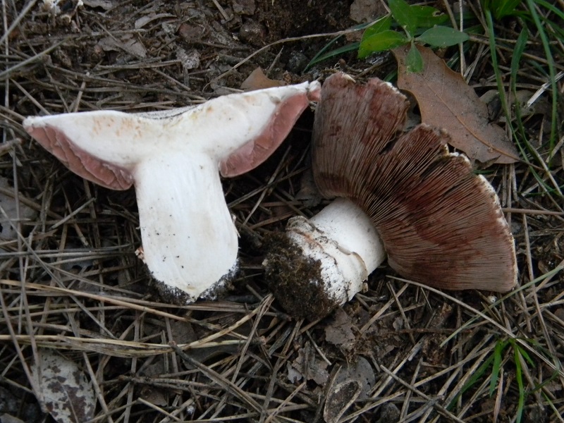 1)Fotogr.il 21.03.2017.sotto pineta marina unico ritrovamento