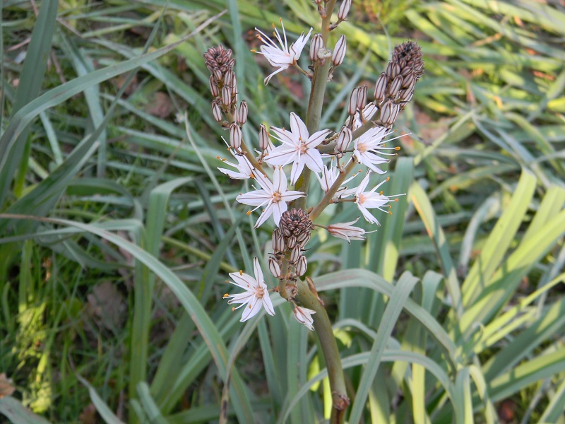 Asphodelus fistulosus (Asparagales -Xanthorrhoeaceae)